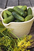 Pickling cucumbers in bowl, fresh dill beside it