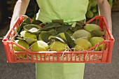 Woman holding crate of fresh quinces