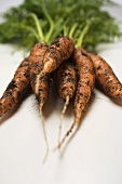 Fresh carrots with soil