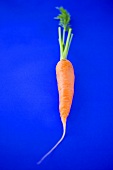 Fresh carrot on blue background
