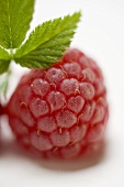 A raspberry with leaves (close-up)