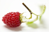 A raspberry with twig and leaves (close-up)