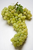 Green grapes with leaf