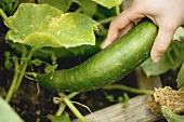 Hand picking a braising cucumber in a vegetable bed
