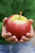 Child's hands holding a Gala apple