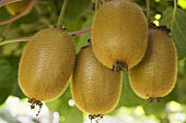 Fresh kiwi fruits on the tree