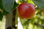 Ein Gala Apfel am Baum
