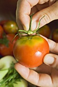 Hand removing stalk from a tomato