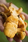 Hands holding fresh chanterelles