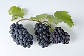 Black grapes, variety Müllerrebe, with leaves