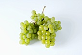 Green grapes, variety Cantaro