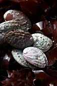Abalone (Meeresschnecke) mit Seetang