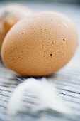 Two brown eggs with feathers