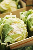 Cauliflowers in crates