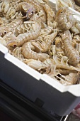 Fresh shrimps in a container at a market