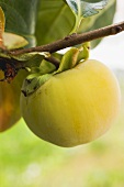 Kaki persimmon on the branch