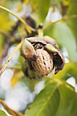 Walnut on the tree