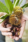 Hands holding sweet chestnuts with leaves