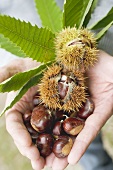 Hands holding sweet chestnuts with leaves