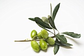 Olive sprig with green olives