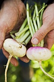 Hands holding two turnips