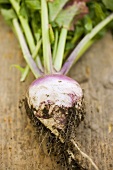 Turnip with roots and soil