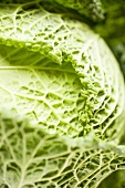 Savoy cabbage (close-up)