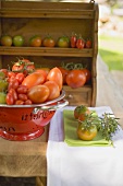 Various types of tomatoes in colander on table out of doors