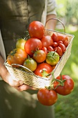 Woman holding basket of tomatoes (various types)