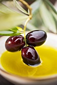 Dipping olive sprig with black olives in olive oil