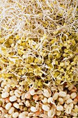 Various types of seed sprouts (full-frame)