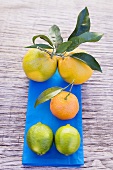 Orangen, Clementine und Limetten auf blauem Tuch (Draufsicht)
