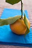 Clementine with leaves on blue cloth