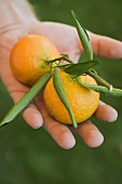 Hand holding two clementines with leaves