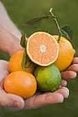 Hands holding assorted citrus fruit