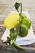 Limes and lemon on white cloth