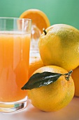 Glass of orange juice beside several oranges