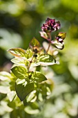 Wild marjoram in the open air