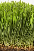 Wheatgrass (detail)