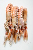 Scampi on white background