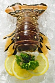 Slipper lobster on crushed ice