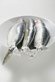 Anchovies in white dish