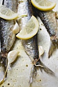 Marinated sardines with garlic and lemon