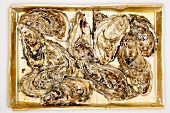 Fresh oysters in crate (overhead view)