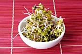 Radish sprouts in white bowl
