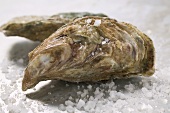 Fresh oysters with coarse salt