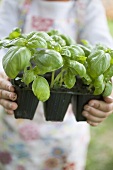 Hands holding fresh basil in plastic modules