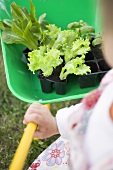Child pushing wheelbarrow containing lettuce & basil plants