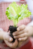 Child holding lettuce plant