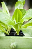 Lettuce plants in plastic modules